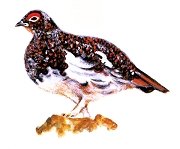 雷鳥画